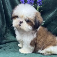 Bosco, mâle type shih tzu fauve et blanc #2