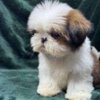Bosco, mâle type shih tzu fauve et blanc #4