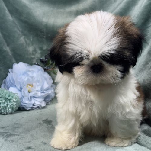 Obélix, mâle type shih tzu fauve et blanc #1