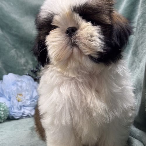 Obélix, mâle type shih tzu fauve et blanc #2