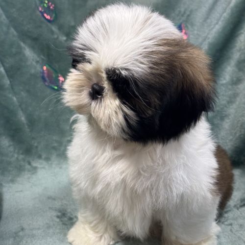Obélix, mâle type shih tzu fauve et blanc
