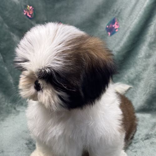 Obélix, mâle type shih tzu fauve et blanc #4