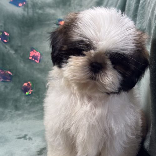 Obélix, mâle type shih tzu fauve et blanc #5