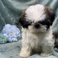 Obélix, mâle type shih tzu fauve et blanc #1