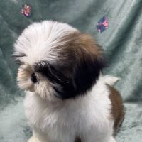 Obélix, mâle type shih tzu fauve et blanc #4