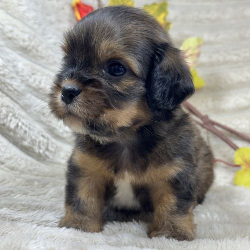 Diddle, mâle croisé shih tzu /teckel #2
