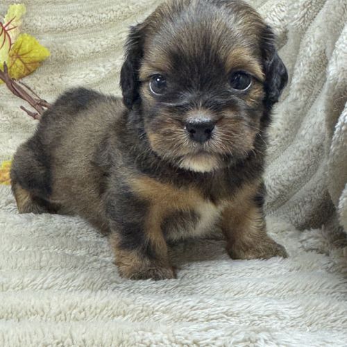 Diddle, mâle croisé shih tzu /teckel #3