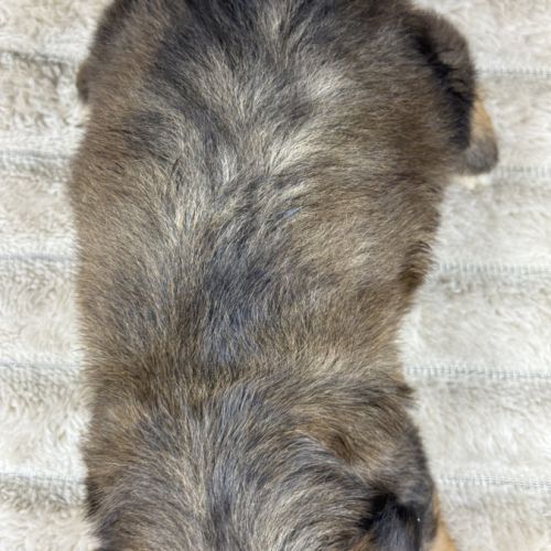 Diddle, mâle croisé shih tzu /teckel #5