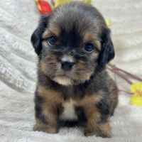 Diddle, mâle croisé shih tzu /teckel #0