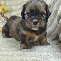 Diddle, mâle croisé shih tzu /teckel #3