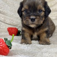 Diddle, mâle croisé shih tzu /teckel #4
