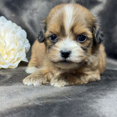 Tess, femelle croisée shih tzu /teckel #1