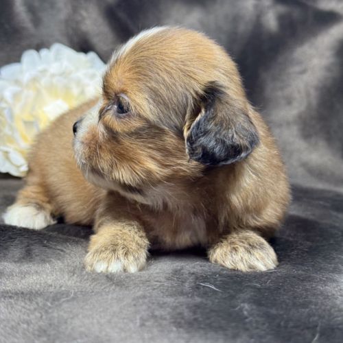 Tess, femelle croisée shih tzu /teckel #2
