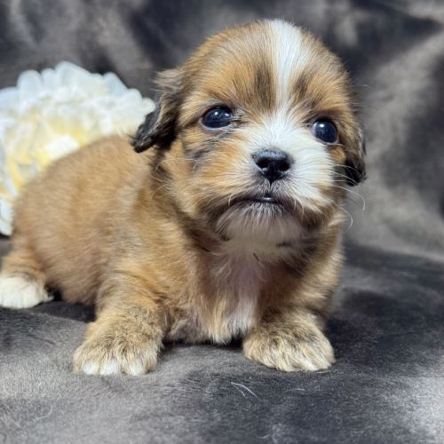 Tess, femelle croisée shih tzu /teckel