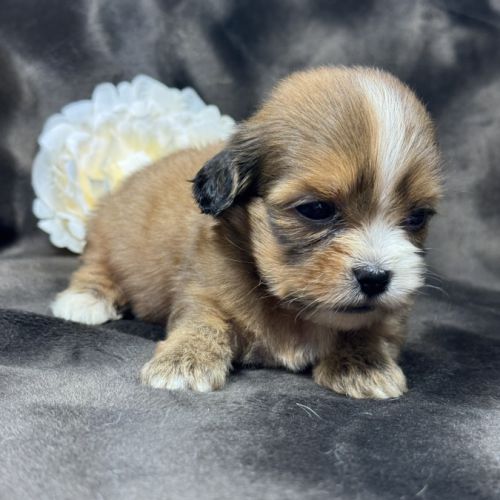 Tess, femelle croisée shih tzu /teckel #4