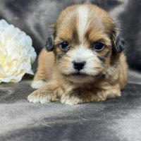 Tess, femelle croisée shih tzu /teckel #1