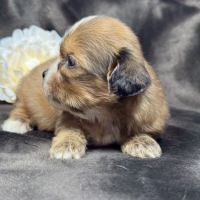 Tess, femelle croisée shih tzu /teckel #2