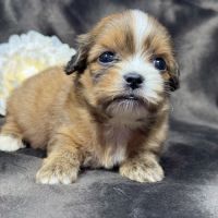 Tess, femelle croisée shih tzu /teckel #0