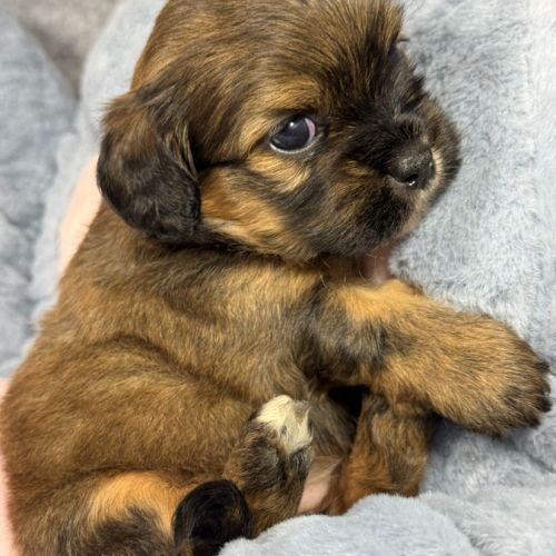 Kittie, femelle croisée shih tzu /teckel #1