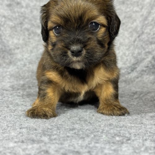Kittie, femelle croisée shih tzu /teckel
