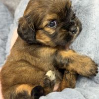 Kittie, femelle croisée shih tzu /teckel #1