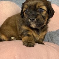 Kittie, femelle croisée shih tzu /teckel #2