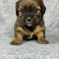 Kittie, femelle croisée shih tzu /teckel #0