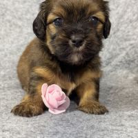 Kittie, femelle croisée shih tzu /teckel #4