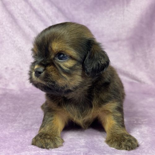 Kalie, femelle croisée shih tzu/teckel #1