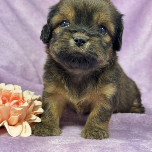 Kalie, femelle croisée shih tzu/teckel