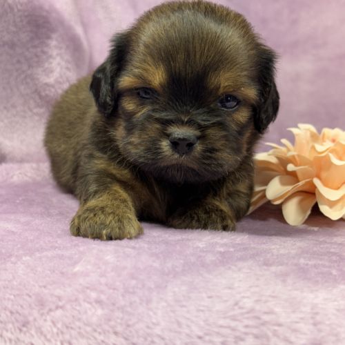 Kalie, femelle croisée shih tzu/teckel #5