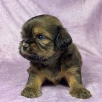 Kalie, femelle croisée shih tzu/teckel #1