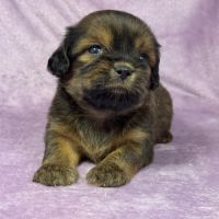 Kalie, femelle croisée shih tzu/teckel #2