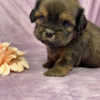 Kalie, femelle croisée shih tzu/teckel #3