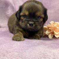Kalie, femelle croisée shih tzu/teckel #5