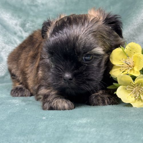 Elya, femelle type shih tzu fauve uni #1