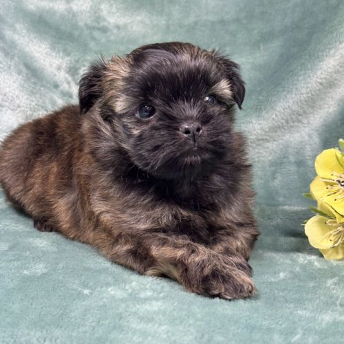 Elya, femelle type shih tzu fauve uni #2