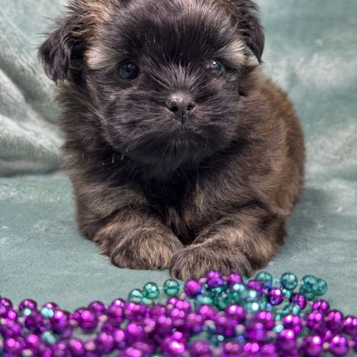 Elya, femelle type shih tzu fauve uni