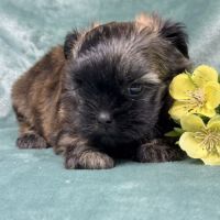 Elya, femelle type shih tzu fauve uni #1