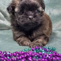 Elya, femelle type shih tzu fauve uni #0