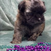 Elya, femelle type shih tzu fauve uni #4