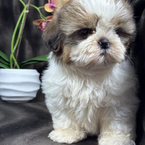 Bip, mâle type shih tzu fauve et blanc #1