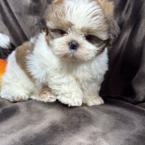 Bip, mâle type shih tzu fauve et blanc #0