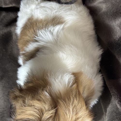 Bip, mâle type shih tzu fauve et blanc #5
