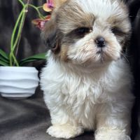 Bip, mâle type shih tzu fauve et blanc #1