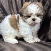 Bip, mâle type shih tzu fauve et blanc #2