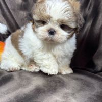 Bip, mâle type shih tzu fauve et blanc
