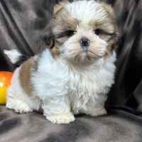 Bip, mâle type shih tzu fauve et blanc #4