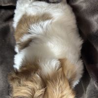 Bip, mâle type shih tzu fauve et blanc #5