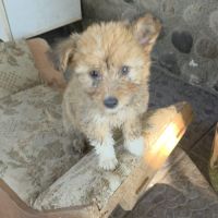 Simba petit roumain à l'adoption #1